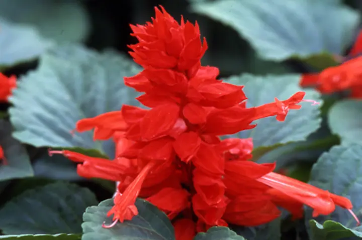 サルビア（一年性）とは｜育て方がわかる植物図鑑｜みんなの趣味の園芸