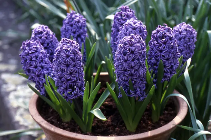 ヒアシンス（ヒヤシンス）