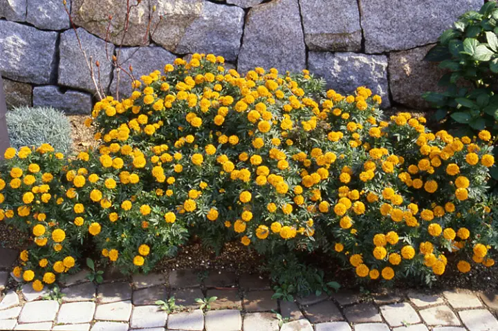 マリーゴールドとは｜育て方がわかる植物図鑑｜みんなの趣味の園芸