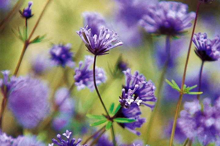 アスペルラとは｜育て方がわかる植物図鑑｜みんなの趣味の園芸（NHK出版）