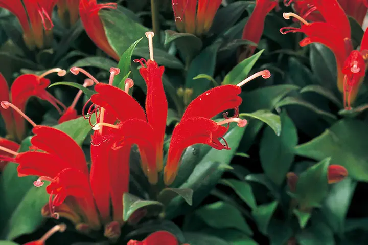 矮性アカンサス 同データ異形 Haworthia venteri, IB07142, Mistkraal, S slope of