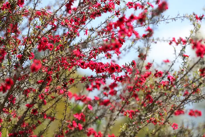 ギョリュウバイ（レプトスペルマム）とは｜育て方がわかる植物