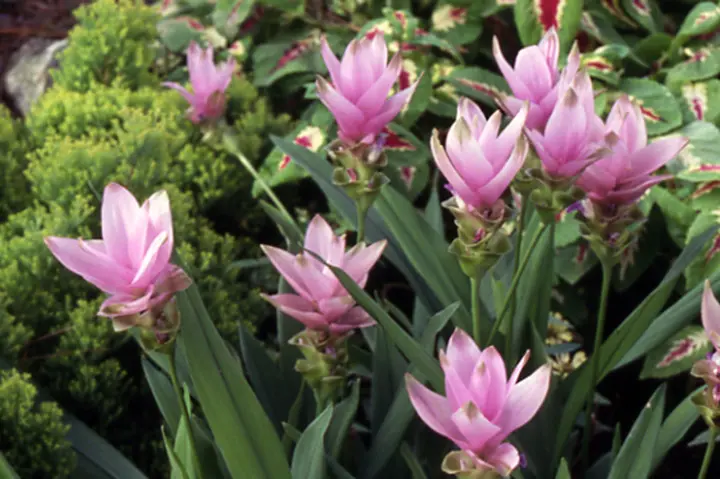 クルクマとは｜育て方がわかる植物図鑑｜みんなの趣味の園芸（NHK出版）