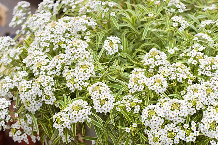 スイートアリッサムとは｜育て方がわかる植物図鑑｜みんなの趣味の園芸