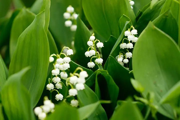 スズラン　すずらん　鉢のすべて Amazon.co.jp: 鈴蘭鉢植え すずらん多年草 スズラン : DIY・工具