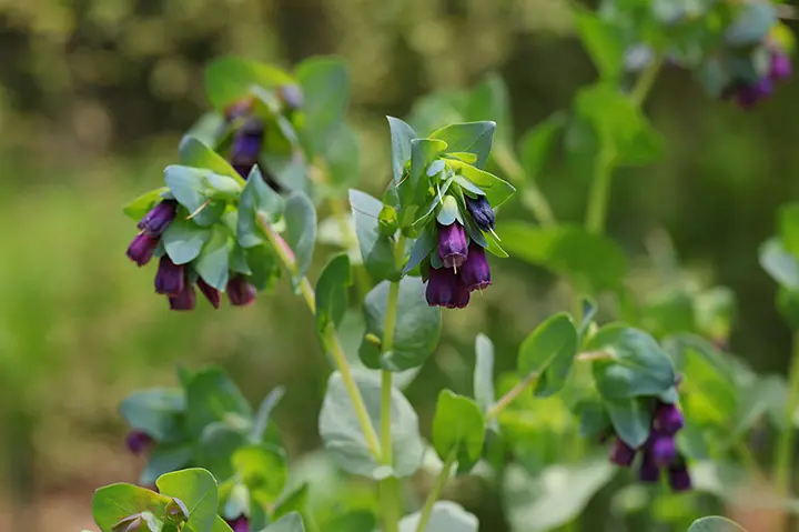 セリンセ・マヨールの育て方・栽培方法｜植物図鑑｜みんなの趣味の園芸
