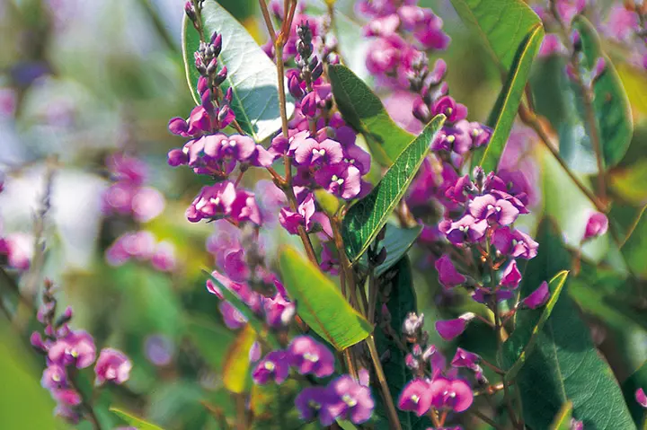 ハーデンベルギアとは｜育て方がわかる植物図鑑｜みんなの趣味の園芸