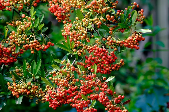 ピラカンサとは｜育て方がわかる植物図鑑｜みんなの趣味の園芸（NHK出版）
