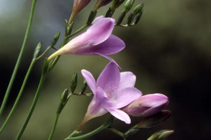 フリージアとは｜育て方がわかる植物図鑑｜みんなの趣味の園芸