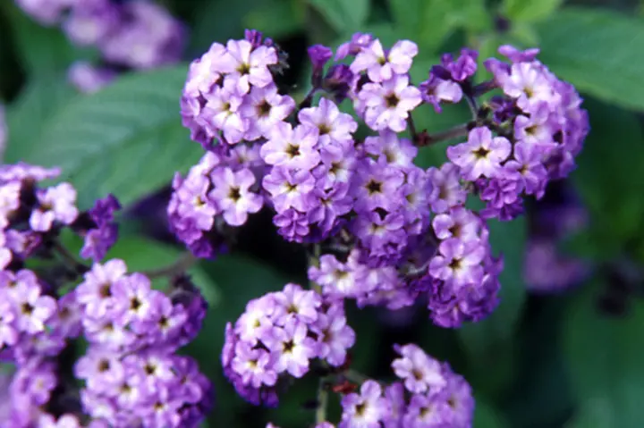 ヘリオトロープの育て方・栽培方法｜植物図鑑｜みんなの趣味の園芸