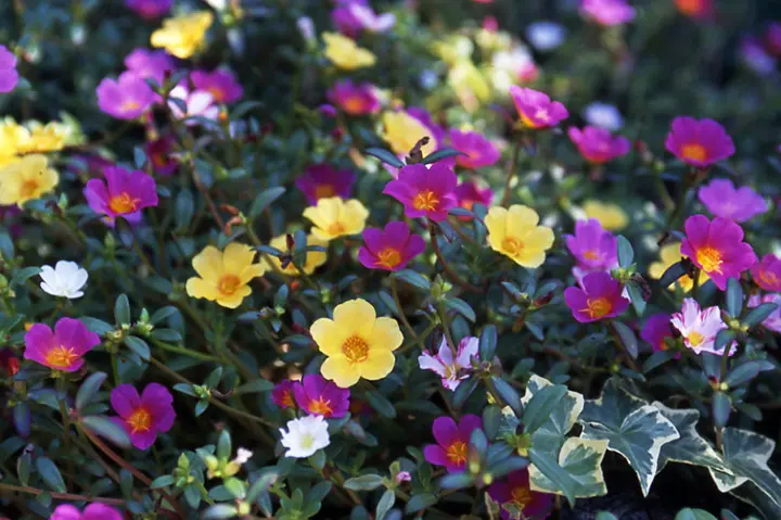 ポーチュラカの育て方・栽培方法｜植物図鑑｜みんなの趣味の園芸
