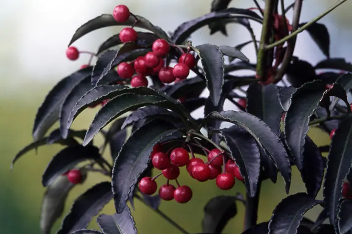 縁起木/縁起物】大サイズ【野生の万両/マンリョウ】天然/里山自生/元気