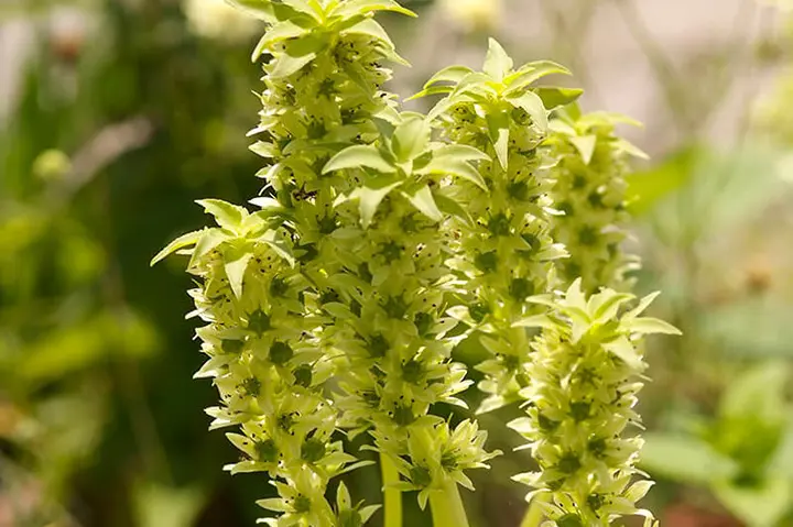 ユーコミス（パイナップルリリー）の育て方・栽培方法｜植物図鑑