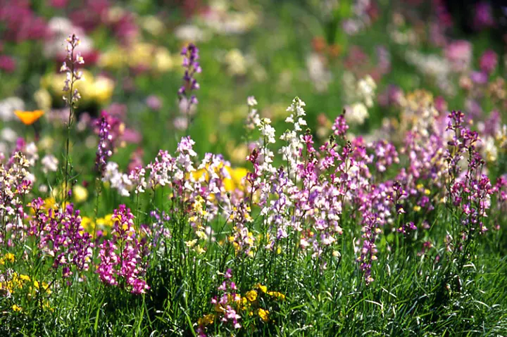 宿根リナリア　苗　紫　ピンク　白　黄色　Mix　苗　宿根草　多年草　姫金魚草 宿根リナリア 苗 紫 ピンク 白 黄色 Mix 苗 宿根草 多年草 姫金魚草