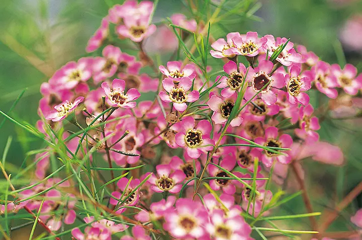 ワックスフラワーとは｜育て方がわかる植物図鑑｜みんなの趣味の