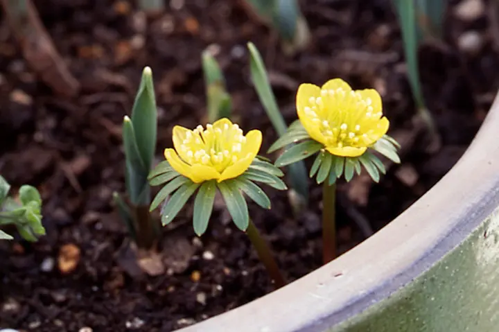 黄花セツブンソウとは｜育て方がわかる植物図鑑｜みんなの趣味の園芸