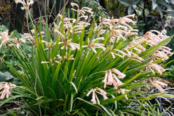 キルタンサス・オブリクスの基本情報・育て方｜多肉植物
