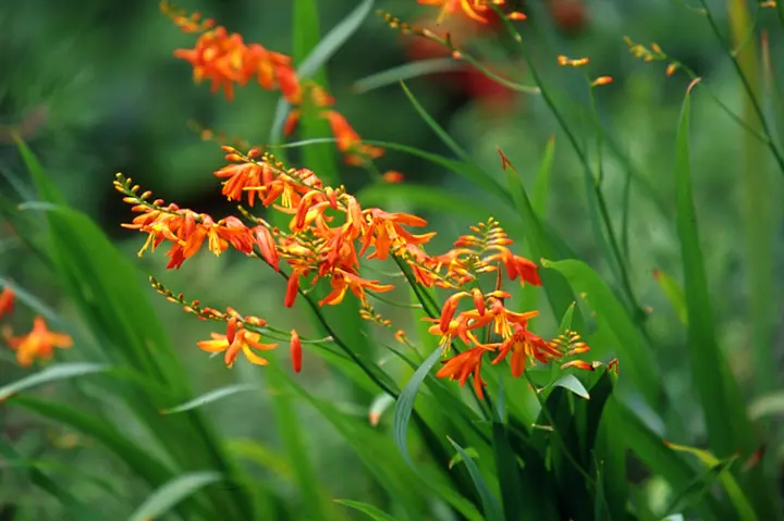 クロコスミアとは｜育て方がわかる植物図鑑｜みんなの趣味の園芸（NHK