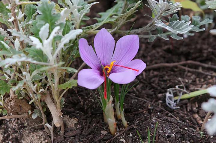 サフランとは｜育て方がわかる植物図鑑｜みんなの趣味の園芸（NHK出版）
