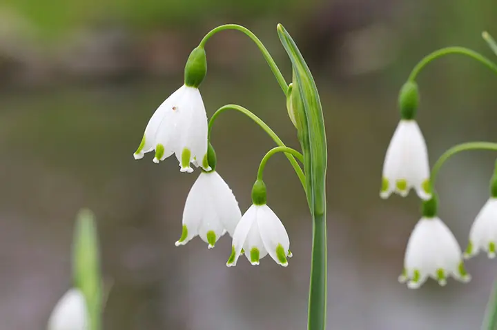 スノーフレークとは｜育て方がわかる植物図鑑｜みんなの趣味の園芸