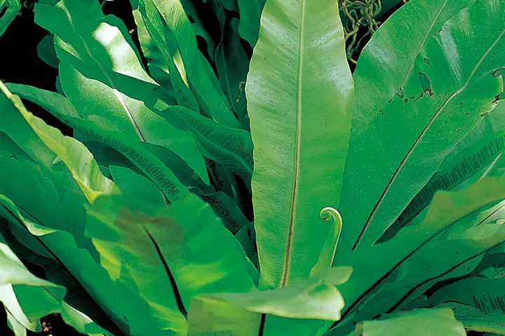 アスプレニウムの育て方・栽培方法｜植物図鑑｜みんなの趣味の園芸