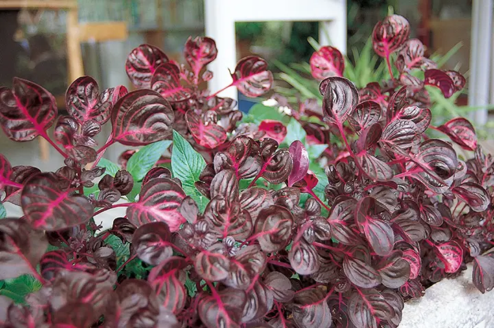 斑入り　イレシネ　苗　観葉植物　花卉園芸 イレシネとは｜育て方がわかる植物図鑑｜みんなの趣味の園芸（NHK出版）