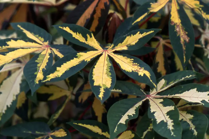 キャッサバ（マニホット）の育て方・栽培方法｜植物図鑑｜みんなの趣味