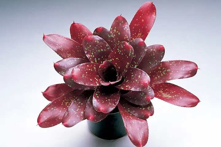 ネオレゲリアとは｜育て方がわかる植物図鑑｜みんなの趣味の園芸