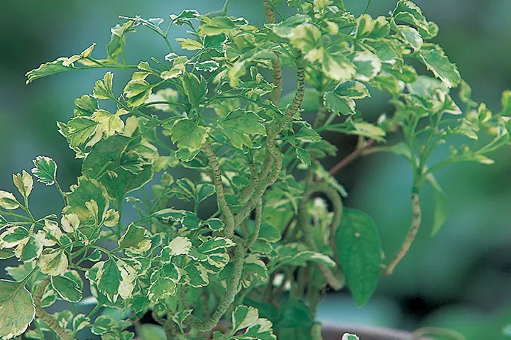 CD ポリシャス 全ての始まりの朝 71ukTfgxdHL._UF350,350_QL80_.jpg