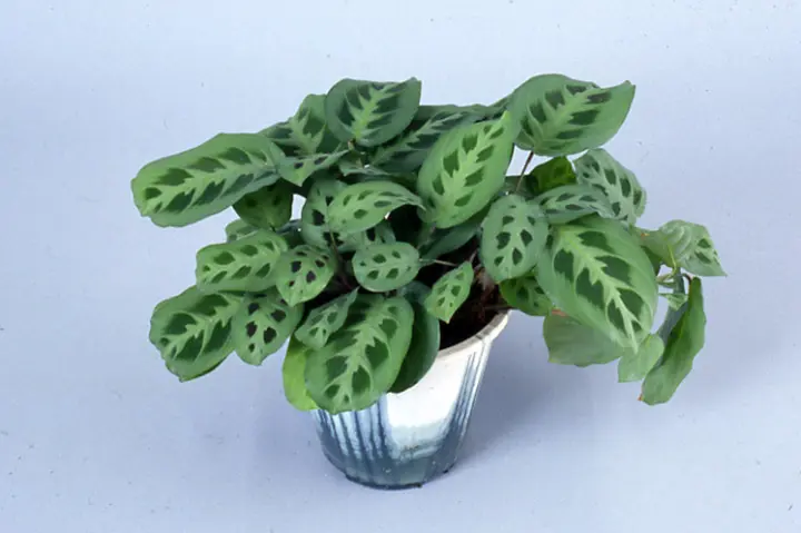 マランタの育て方・栽培方法｜植物図鑑｜みんなの趣味の園芸（NHK出版）