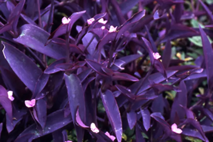 ムラサキゴテンの育て方・栽培方法｜植物図鑑｜みんなの趣味の