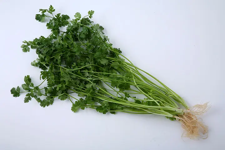 シャンツァイ（パクチー）とは｜育て方がわかる植物図鑑｜みんなの趣味