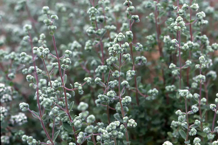 スイートマジョラムとは｜育て方がわかる植物図鑑｜みんなの趣味の園芸 
