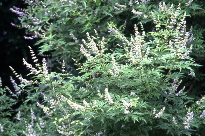 セイヨウニンジンボクとは｜育て方がわかる植物図鑑｜みんなの