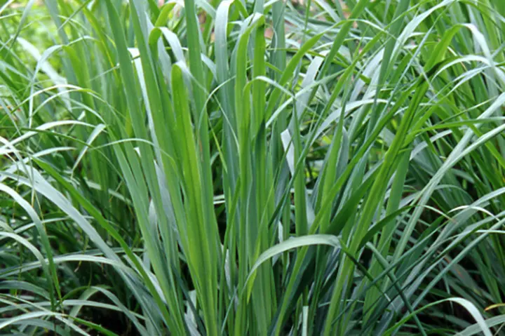 レモングラスの育て方・栽培方法｜植物図鑑｜みんなの趣味の園芸（NHK