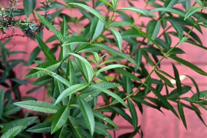 レモンバーベナとは｜育て方がわかる植物図鑑｜みんなの趣味の園芸 