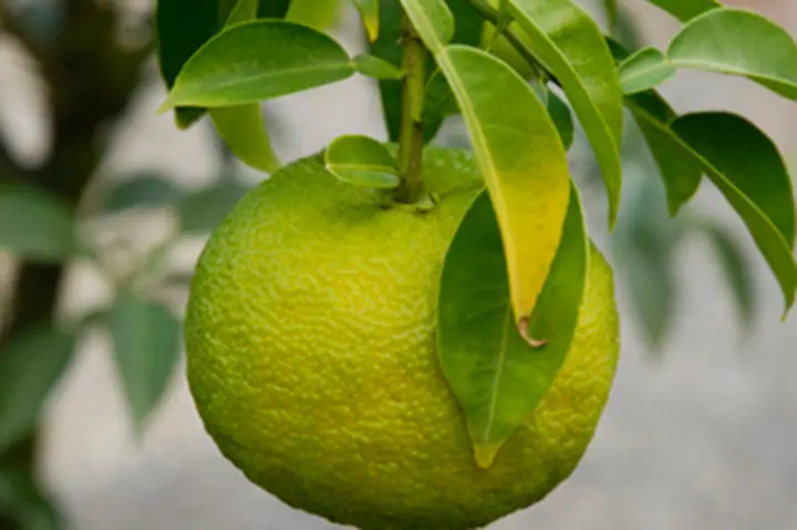 ユズ類とは｜育て方がわかる植物図鑑｜みんなの趣味の園芸（NHK出版）