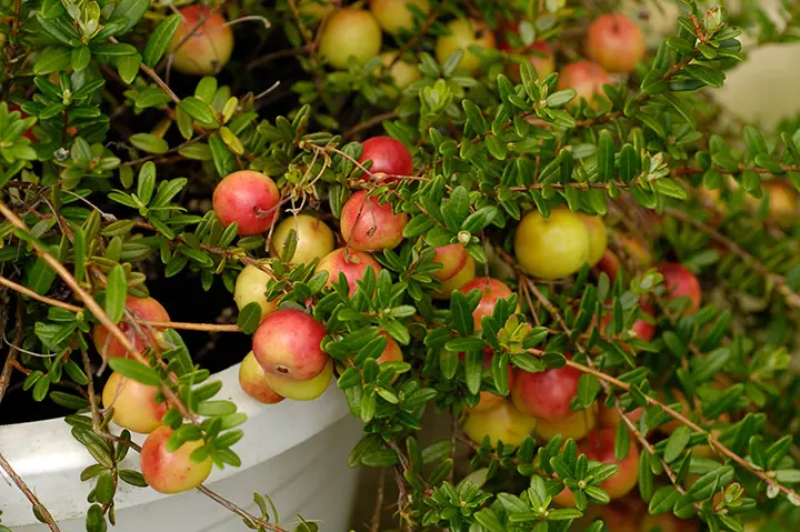 クランべリー*・゜゜（╹◡╹）♡ページ クランベリーとは｜育て方がわかる植物図鑑｜みんなの趣味の園芸（NHK