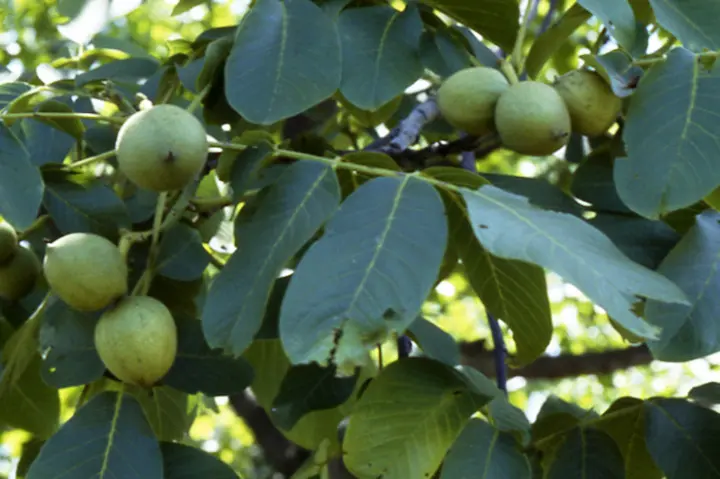 クルミの木