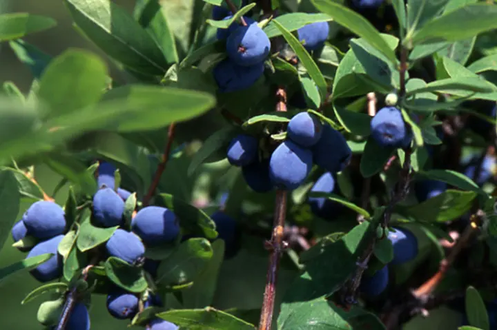 ハスカップの育て方・栽培方法｜植物図鑑｜みんなの趣味の園芸（NHK出版）