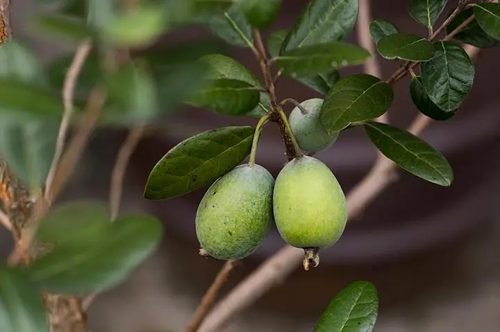 フェイジョアの育て方・栽培方法｜植物図鑑｜みんなの趣味の園芸（NHK