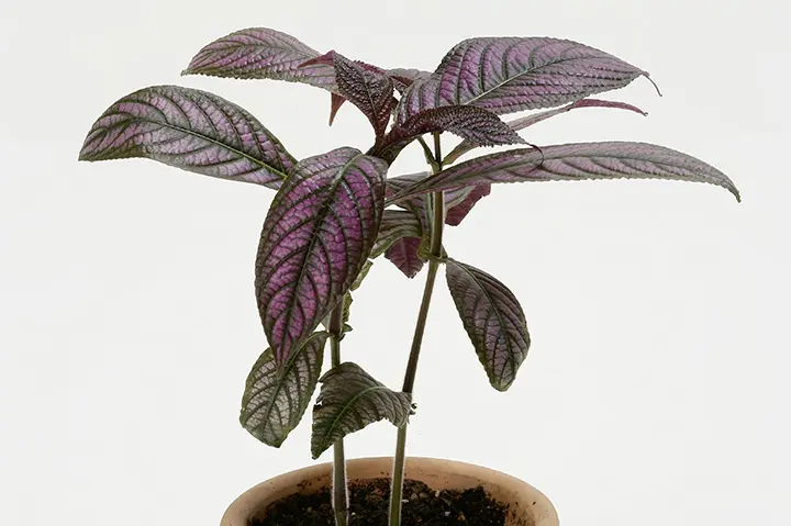 ウラムラサキとは｜育て方がわかる植物図鑑｜みんなの趣味の園芸（NHK