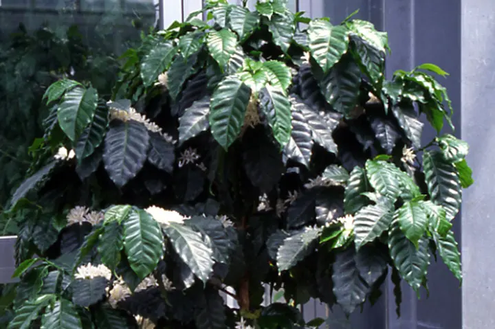 コーヒーノキとは｜育て方がわかる植物図鑑｜みんなの趣味の園芸