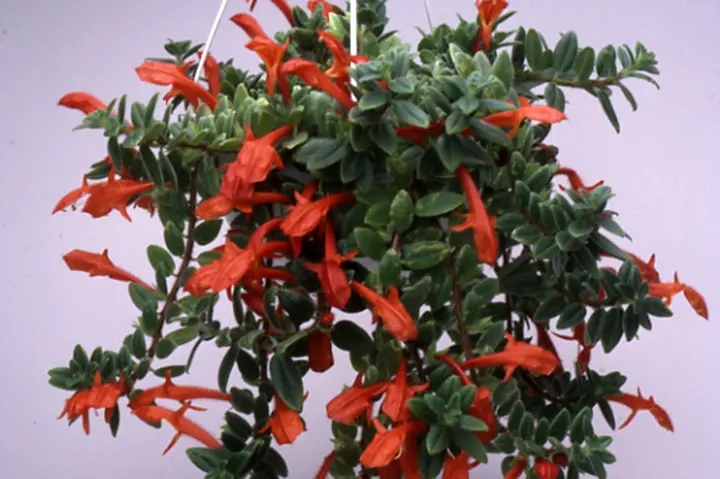 イワタバコ　コルムネア コルムネア｜園芸植物小百科｜育て方｜花の写真