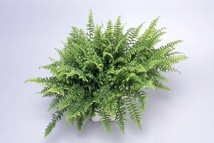 ネフロレピス（タマシダの仲間）の育て方・栽培方法｜植物図鑑