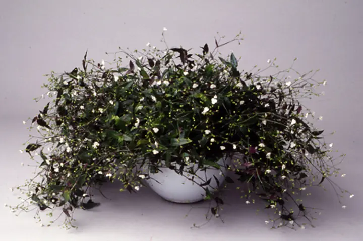 ラン科植物　ブライダル ブライダルベールとは｜育て方がわかる植物図鑑｜みんなの趣味の園芸