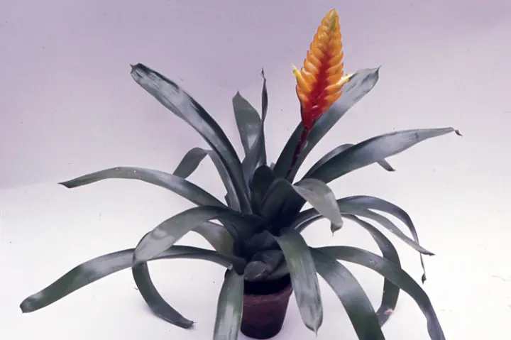フリーセアとは｜育て方がわかる植物図鑑｜みんなの趣味の園芸（NHK出版）