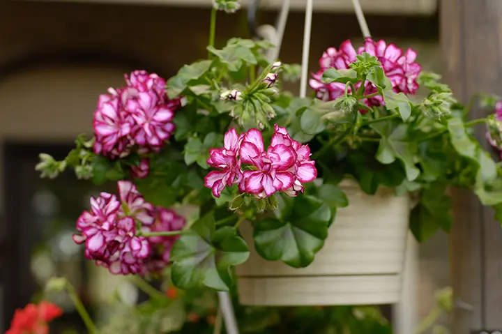 アイビーゼラニウムの育て方・栽培方法｜植物図鑑｜みんなの趣味の園芸