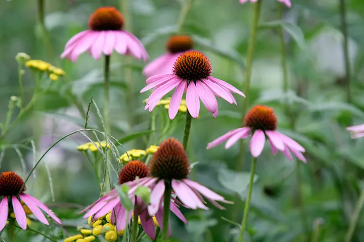 エキナセア苗4品種 エキナセア苗4品種 エキナセア 選べる♪5種類 | 橋本種苗園