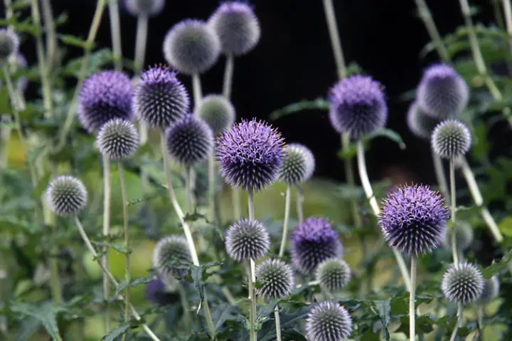 プラナム種　花の種　ルリタマアザミ　宿根草　　ニゲラ　プラナム　ニゲラ種 プラナム種 花の種 ルリタマアザミ 宿根草 ニゲラ プラナム ニゲラ種